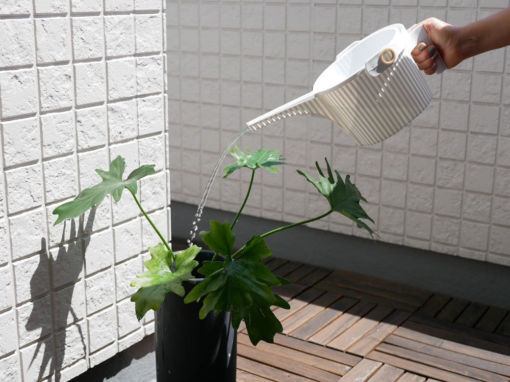 室内用の花鉢に植えられたハーブとゼラニウムの鉢植え