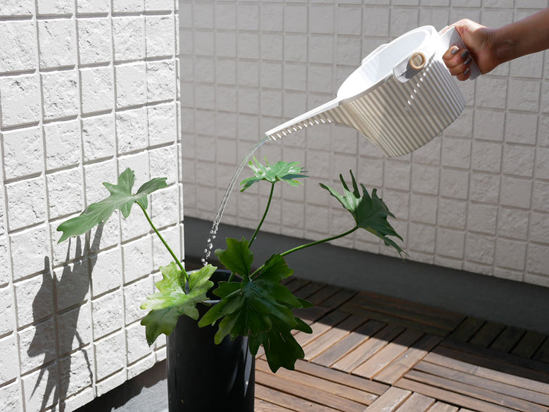 室内用の花鉢に植えられたハーブとゼラニウムの鉢植え